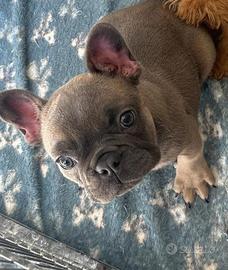 Buldog francese
