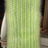 cactus pianta grassa