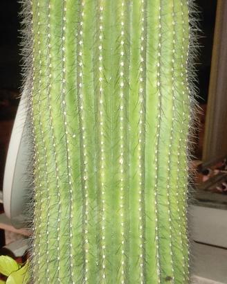 cactus pianta grassa