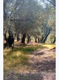Terreno Agricolo con piante di ulivo