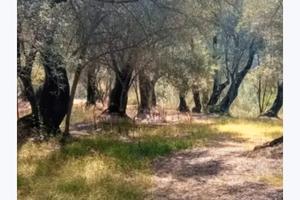 Terreno Agricolo con piante di ulivo