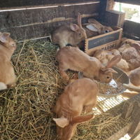 Disponibili conigli fulvo di borgogna in purezza