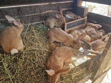 Disponibili conigli fulvo di borgogna in purezza