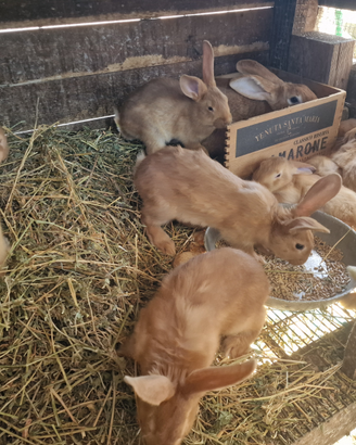 Disponibili conigli fulvo di borgogna in purezza