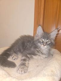Gattini Maine Coon taglia gigante