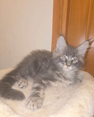Gattini Maine Coon taglia gigante