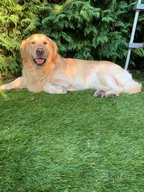 Golden Retriever per accoppiamento