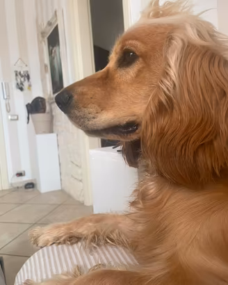 Cocker