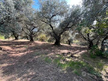Uliveto con bosco