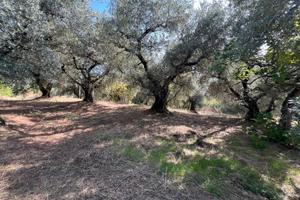 Uliveto con bosco