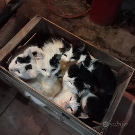 Gattini bianchi e neri