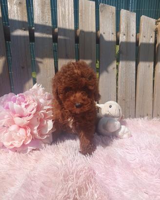 Barboncino Toy con pedigree enci