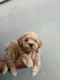 Maltipoo