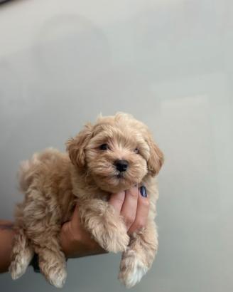 Maltipoo