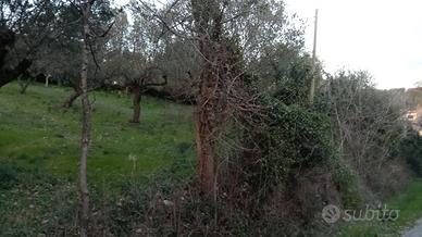 Terreno di ulivo