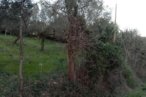 Terreno di ulivo