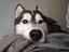 Immagine 3