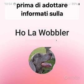 Wobbler nel weimaraner