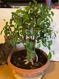 Bonsai ficus Ginseng