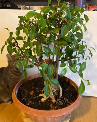 Bonsai ficus Ginseng
