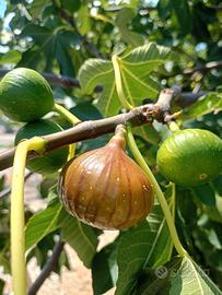 fichi