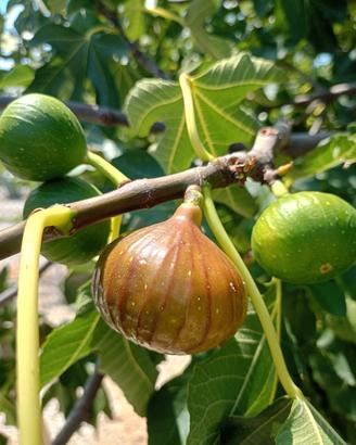 fichi