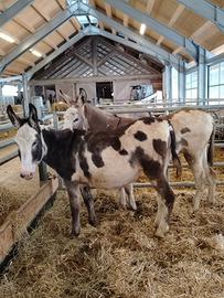 Asine giovani gravide