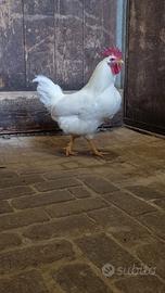 Gallo livornese 2025