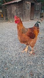 galli