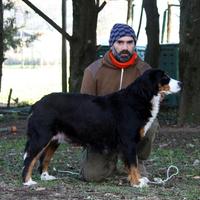 Cucciola bovaro bernese
