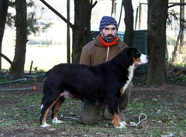 Cucciola bovaro bernese
