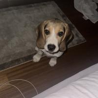 Cucciolo di Beagle