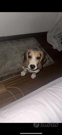 Cucciolo di Beagle