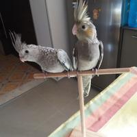 Calopsite allevati a mano