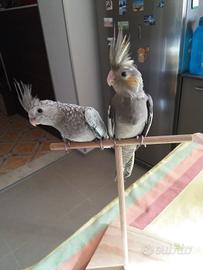 Calopsite allevati a mano