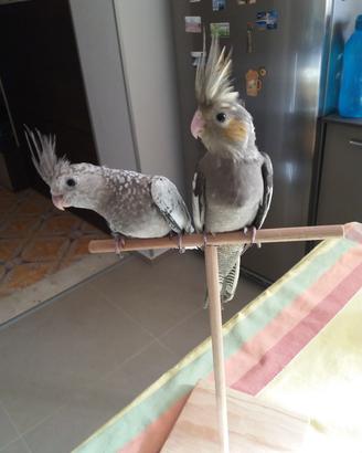 Calopsite allevati a mano