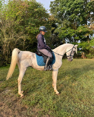 Cavallo Arabo