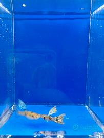 Guppy show selezione
