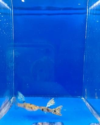 Guppy show selezione