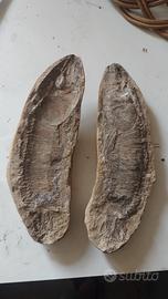 Un fossile  proveniente da Brasile