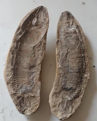 Un fossile  proveniente da Brasile