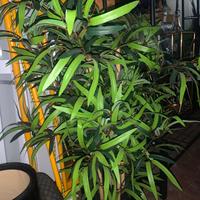 Piante finte ornamentali con vaso
