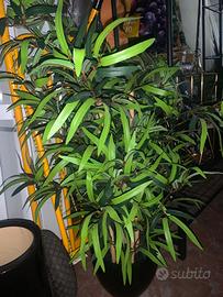 Piante finte ornamentali con vaso