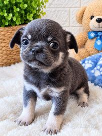 Cucciolo di Chihuahua, blu con pedigree