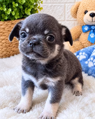 Cucciolo di Chihuahua, blu con pedigree