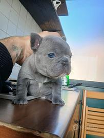 Bulldog francese