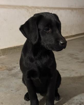 Labrador Retriever