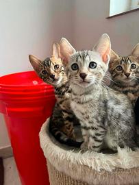 Cuccioli pura razza Bengala