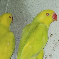 Parochetto dal colare