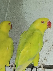 Parochetto dal colare